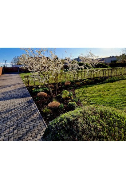 Використання у ландшафті Ірги Слейт 